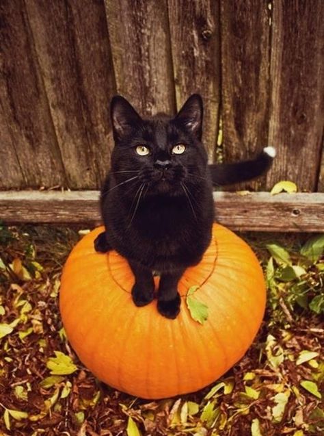 Is It Halloween Yet, Chat Halloween, A Black Cat, Cat Pumpkin, Sweet Dogs, Samhain, Cats Meow, Hallows Eve, Halloween Cat