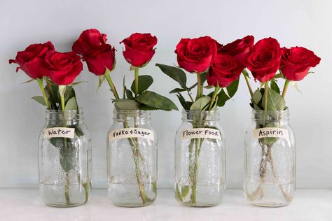 I Tried 3 Methods to Keep My Roses Fresh—Now I'll Use This One Every Valentine's Day Pressed Roses, Rosé Back, Dozen Red Roses, Botanical Collage, Valentine Bouquet, Flower Arrangements Simple, Low Light Plants, Blooming Plants, Flower Food