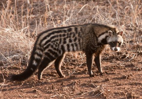 African Civet - Civettictis civetta African Civet, Civet Cat, Petit Tattoo, Animal Study, Interesting Animals, Unusual Animals, Rare Animals, Pretty Animals, Silly Animals