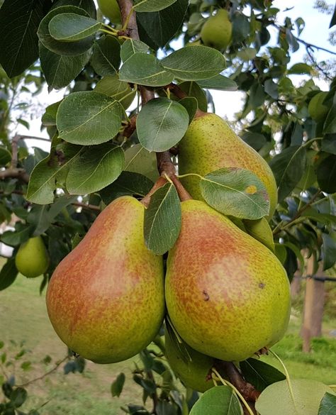 Pear Art, List Of Flowers, Fruit Picture, Perfume Packaging, Pear Trees, Healthy Fruits, Fruit And Veg, Photo Reference, Kitchen Art