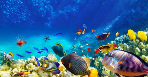 Celebrating World Ocean's Day- Timoti's Seafood Shak Key West Fishing, Norwegian Pearl, Underwater Video, Under The Water, Norwegian Cruise Line, Colorful Fish, Great Barrier Reef, Underwater World, Tropical Fish