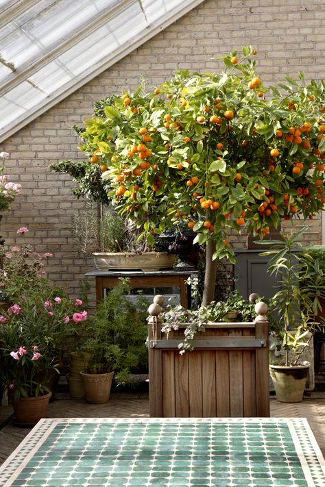 orange tree. gorgeous with sparkly little lights. Citrus Trees Landscape Backyards, Orange Garden Aesthetic, Citrus Tree Greenhouse, Citrus Tree Garden, Citrus Orchard, Homemade Greenhouse, Citrus Garden, Best Greenhouse, Indoor Greenhouse