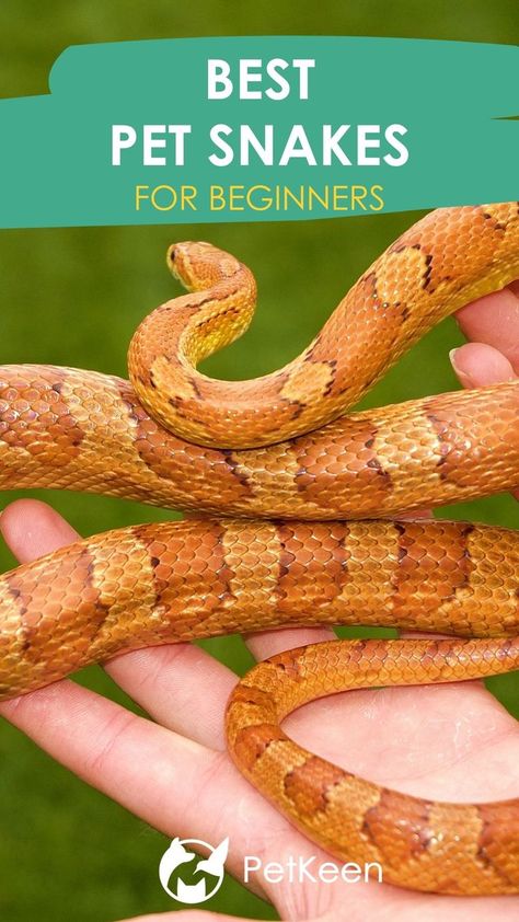 There are so many snake species out there that make great pets. But what are the best snakes for beginners? Pet Snakes For Beginners, Snakes For Beginners, Snake Species, Pet Snakes, Corn Snake, Pet Snake, Snakes, Reptiles, Black House