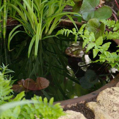 On Gardener's World on Friday Nick Bailey put a small barrel pond into a semi shaded place in a garden to encourage wildlife. Great weekend job for anyone! Barrel Pond Ideas, Barrel Pond, Container Ponds, Wildlife Ponds, Garden Redesign, Container Pond, Wildlife Pond, Mini Pond, Garden Wildlife