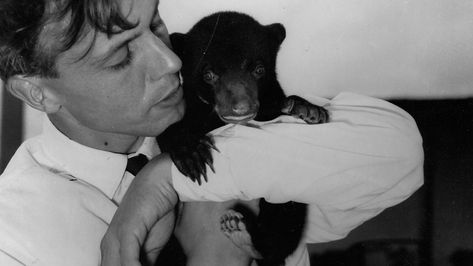 David Attenborough 1956 David Attenborough Aesthetic, Young David Attenborough, David Attenborough Young, Sun Bear, David Attenborough, Bear Cub, Future Career, Bear Cubs, Fit Men