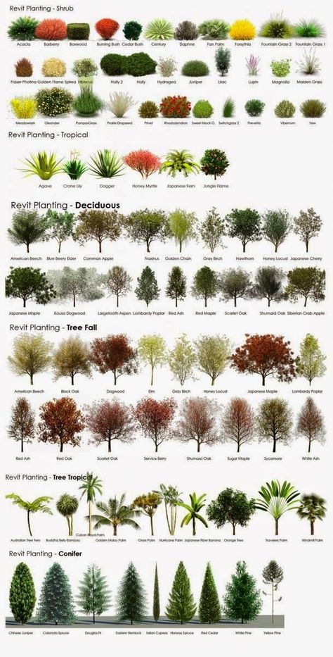 Tips on choosing plants for landscaping ~ color, height, growth, etc...Inspiring insights from contributors, employees, owners, partners, and customers. Reka Bentuk Landskap, Types Of Trees, Tanaman Indoor, Desain Lanskap, Landscape Designs, Have Inspiration, Landscaping Plants, Alam Semula Jadi, Trees And Shrubs