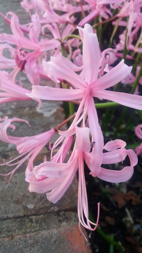 Nerine bowdenii Pink Spider Lily, Nerine Bowdenii, Spider Lillies, Autumn Roses, Pretty Nature Pictures, Different Kinds Of Flowers, Lily Wallpaper, Red Spider Lily, Spider Lily