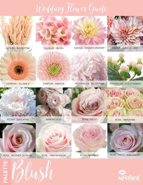 Wedding flower guide - blush pink Light Pink Flower Bouquet Wedding, Blush Colored Flowers, Pink Winter Flowers, Blush Pink Flowers Wedding, Pink Flower Types, Pink Flowers For Wedding, Blush Flowers Wedding, Blush Pink Bridal Bouquet, Pink Flower Names