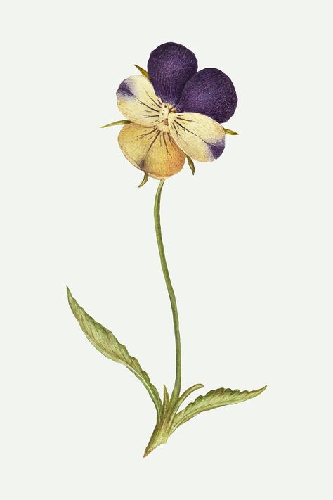 Wild Pansy Drawing, Pansy Flower Drawing, Pansy Illustration, Mum Tattoos, Lil Tattoo, Orchid Room, Duo Tattoo, Flower Illustration Vintage, Pansy Tattoo