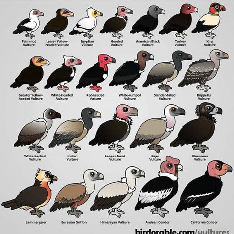 Types Of Birds, Bird Identification, Vulture Culture, Types Of Animals, Animal Species, Animal Facts, Creature Concept, Cute Birds, Animal Planet