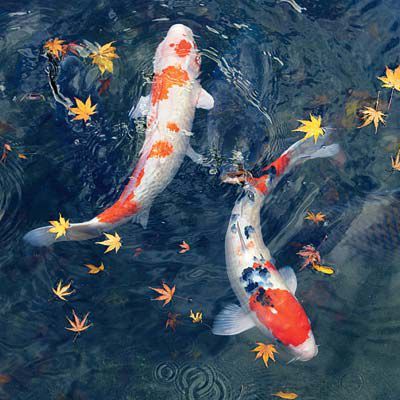 Koi Fish Pond Aesthetic, Koi Photo, Koi Fish Photo, Koi Fish In Water, Koi Fish Aesthetic, Pond Koi, Koi Painting, Creaturi Mitice, Backyard Pond