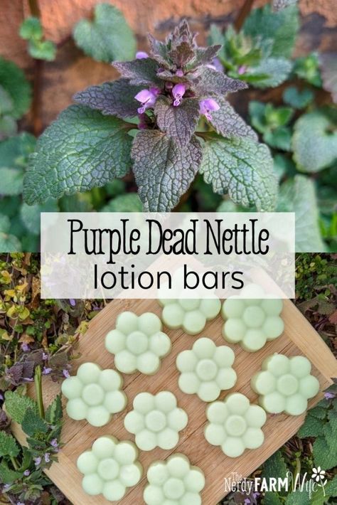 Purple Dead Nettle, Lotion Bar Recipe, Common Garden Weeds, Cleansing Herbs, Lotion Bars Recipe, Herbal Remedies Recipes, Medicinal Herbs Garden, Salve Recipes, Herbal Salves