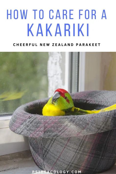 Parakeet Care Tips, Cockatiel Care Tips, Kakariki Bird, Kakariki Parrot, Pet Parakeet, Parrot Diet, Green Cheeked Parakeet, Parrot Foraging Toys, Sun Conure