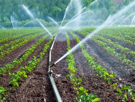 Irrigation Methods, Agriculture Business, Sprinkler Irrigation, Project Site, Sustainable Farming, Drip Irrigation, Water Resources, Irrigation System, Water Supply