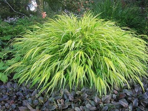 Hakenochloa macra 'Aurea' Variegated Liriope, Hakone Grass, Hakonechloa Macra, Japanese Forest, Perennial Grasses, Grasses Landscaping, Shade Perennials, Grasses Garden, Pretty Plants