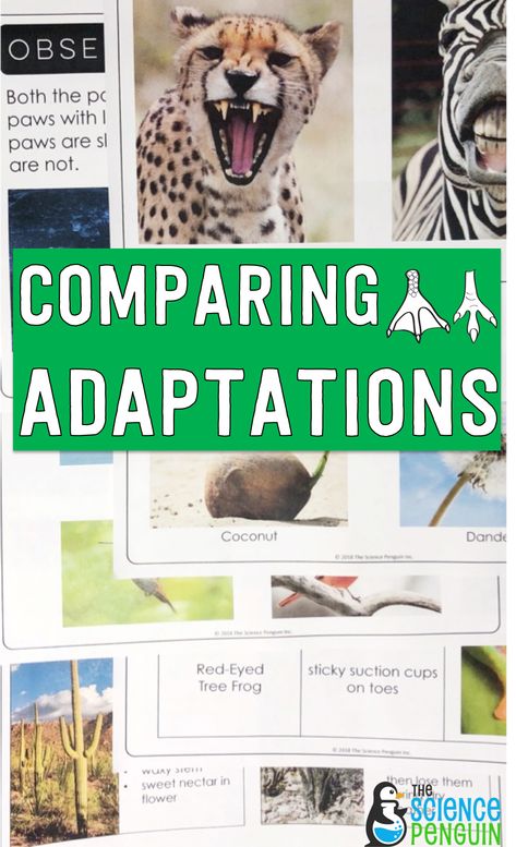 Animal Adaptations Experiments, Animal Adaptations Activities, Adaptations Science, Adaptations Activities, Plant Adaptations, The Science Penguin, Science Penguin, 7th Grade Science, Animal Adaptations