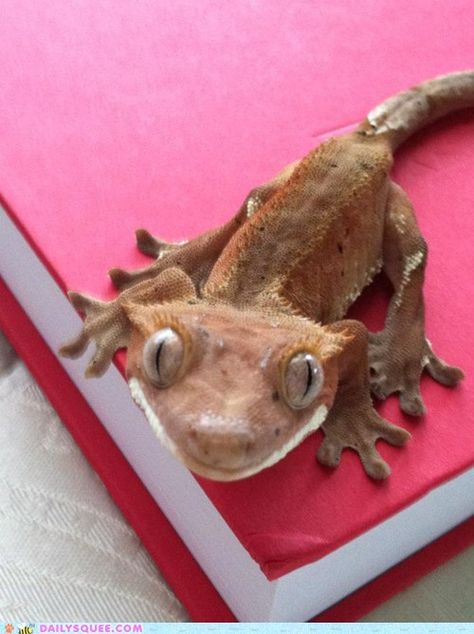 Smiiiiiiiile! Crested Gecko Morphs, Gecko Terrarium, Cute Gecko, Pet Lizards, Cute Lizard, Cute Reptiles, Crested Gecko, Reptile Snakes, Paws And Claws