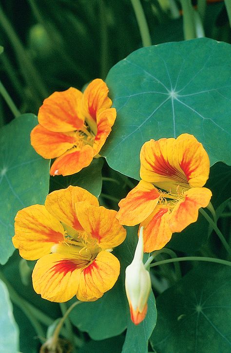 Nasturtium Butter, Nasturtium Garden, Peas Garden, Nasturtium Flower, Tropaeolum Majus, Garden Peas, English Cottage Garden, Moon Garden, Fragrant Flowers