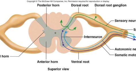 dorsal root ganglion - Google Search | Biomedicine | Pinterest ... Dorsal Root Ganglion, Medical Transcription, Motor Neuron, Spinal Nerve, Spinal Cord, Transcription, Nerve, Anatomy, Medical