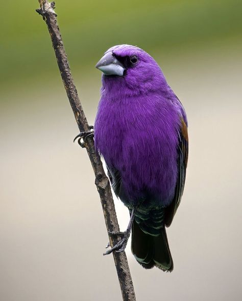 Purple Bird Aesthetic, Blue Tongued Skink, Blue Grosbeak, Blue Boa Agastache, Pine Grosbeak Birds, Birds, Purple, Animals, Blue