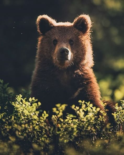 Sun Bear, Bear Friends, Photography Wildlife, Bear Photos, Animal Education, Lake Lodge, Nature Music, Bear Cub, Forest Creatures