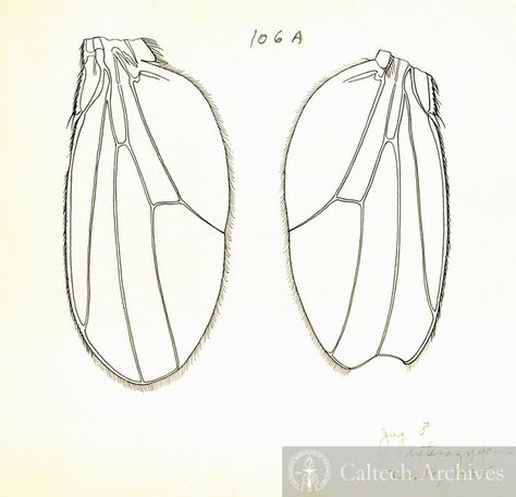 Fruit fly drawing, wings (Drosophila melanogaster) | Image Archive Fly Wings Drawing, Drawing Wings, Drosophila Melanogaster, Fly Wings, Science Drawing, Fly Drawing, Fruit Fly, Wings Drawing, Fruit Flies