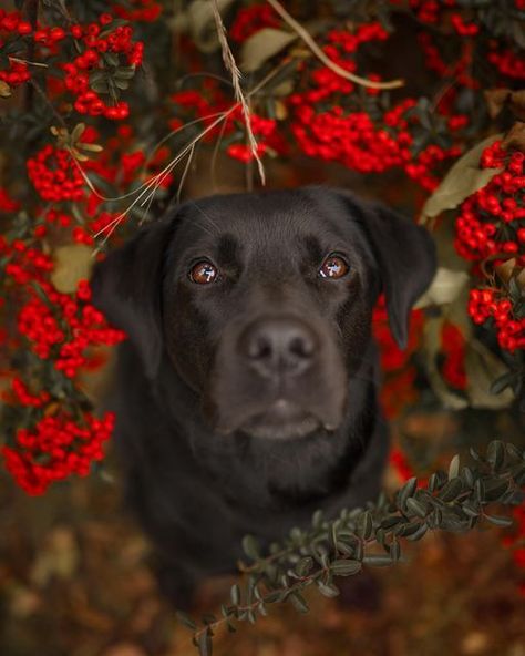 Dog Portrait Photography, Dog Photography Poses, Puppy Photography, Dog Poses, Dog Photoshoot, Lab Dogs, Really Cute Dogs, Black Labs, Dog Rules