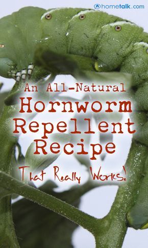 How To Get Rid Of Horn Worms, Horn Worms, Marigold Leaves, Tomato Worms, Hydro Power, Growing Organic Tomatoes, Wild Foraging, Natural Pesticides, Bottle Spray