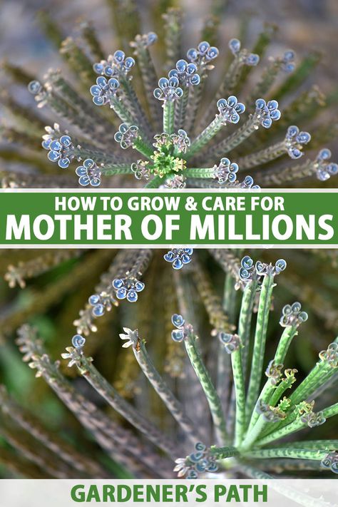 Mother Of Thousands Plant, Succulent Propagation, Plant Light, Propagating Succulents, Inside Plants, Succulent Care, Indoor Flowers, Hardy Perennials, Plant Lighting