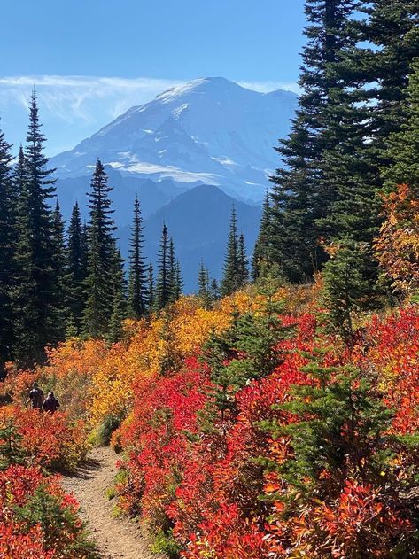 The fall color displays in the Mount Rainier region are absolutely gorgeous! Learn more about the plants that showcase these beautiful colors on our website. Photo Credit @jitabebe Fall In Washington, Mt Rainer, Rainy Photos, Landscape Pics, Autumn Landscapes, Snow Lake, Mt Rainier National Park, Scenic Pictures, American Road