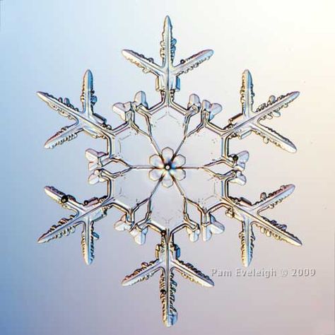 Real Snowflake Pictures | Recent Photos The Commons Getty Collection Galleries World Map App ... Origami Stella, Snowflake Pictures, Snowflakes Real, Snow Crystal, Ice Crystals, Winter Beauty, Snow And Ice, Winter Wonder, Patterns In Nature