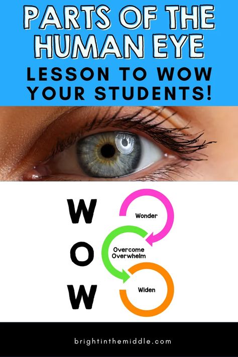 parts of a human eye - wow factor lesson Eye Lesson, Eye Project, Middle School Science Classroom, Eye Parts, Living Organisms, Parts Of The Eye, Human Body Systems, Human Eye, Homeschool Science