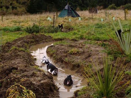 Natural living, food forest gardening in New Zealand  | Blockhill Food Forest Aesthetic, Permaculture Animals, Allotment Planning, Diy Irrigation, Ancona Ducks, Forest Gardening, Sebastopol Geese, Sustainable Farm, Backyard Drainage