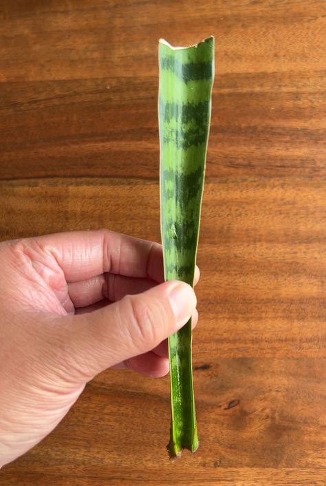 How to Propagate Snake Plants: A Step-by-Step Guide - Plant Without Soil How To Replant Snake Plant, How To Propagate Snake Plant, Propagating Snake Plant, Propagate Snake Plant, Snake Plant Propagation, Plants Grown In Water, Snake Plant Care, Garden Boxes Diy, Snake Plants