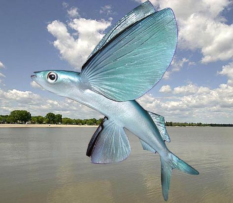 Flying fish – unusual fish | DinoAnimals.com Fish With Wings, Fish Taxidermy, Baroque Painting, Salt Water Fish, Flying Fish, Water Animals, Beautiful Sea Creatures, Fish Drawings, Animal Groups