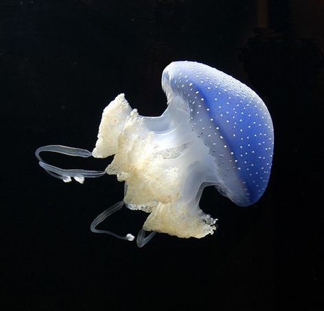 Cute Ocean Creatures, Cool Ocean Animals, Jelly Fish Widget, Cute Sea Creatures, Cool Sea Creatures, Cute Sea Animals, Dumbo Octopus, Sea Jellies, Fish Icon