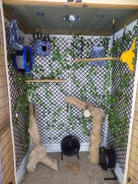 Customer Jon Fitzgerald talks through his amazing wooden enclosure he built for his fabulous Sugar Gliders Sugar Glider Cage Ideas, Sugar Glider Habitat, Diy Sugar Glider Cage, Sugar Glider Care, Bioactive Bird Cage, Naturalistic Rat Cage, Sugar Glider Baby, Sugar Glider Cage, Sugar Glider Toys