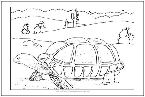 For a classroom unit on desert life, this Desert Tortoise Coloring Page would make a great supplement! The desert tortoise pictured is native to the Mojave and Sonoran Deserts of the southwestern United States and northwestern Mexico. Collage Landscapes, Picture Story For Kids, Printable Animal Coloring Pages, Rodeo Art, Minions Coloring Pages, Turtle Theme, Turtle Coloring Pages, Desert Tortoise, Galapagos Tortoise