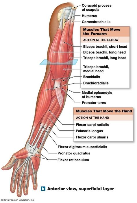 Forearm Muscle Anatomy, Upper Limb Anatomy, Body Muscle Anatomy, Muscular System Anatomy, Muscle Diagram, Human Muscle Anatomy, Arm Muscle, Anatomy Bones, Basic Anatomy And Physiology