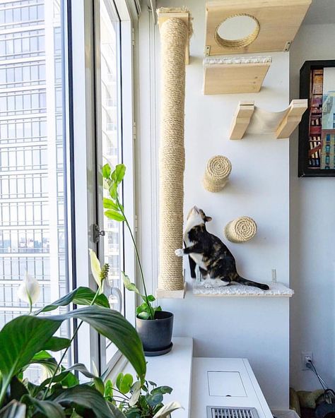 Diy Cat Shelves, Diy Cat Tower, Katt Grejer, Apartment Deco, Cat Wall Shelves, Cat Wall Furniture, Cat House Diy, Cat Plants, Cat Playground