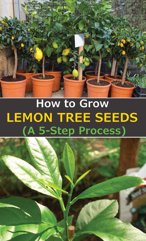 Grow Lemon From Seed, Grow A Lemon Tree From Seed Indoors, How To Plant Lemon Seeds In A Pot, How To Start Lemon Seeds, How To Plant A Lemon Tree From Seed, Lemon Seed Germination, How To Grow Lemon Tree, How To Grow A Lemon Tree In A Pot, Lemon Seeds In A Cup Grow