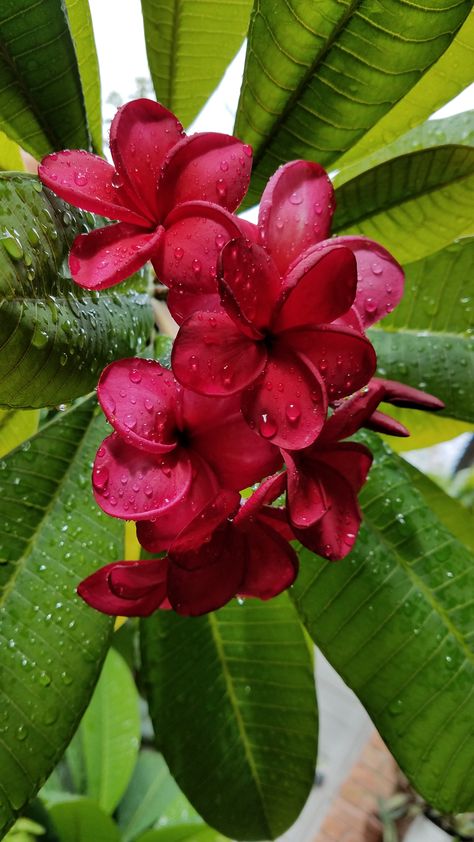 red plumeria blooming for the first time Propagate Hibiscus, Funny Country, Hawaii Flowers, Country Jokes, Plumeria Flowers, Living The Life, Private Jets, Nothing But Flowers, Wallpaper Nature Flowers