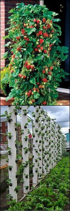 Strawberry Plants Ideas, Vertical Planter Diy, Vertical Vegetable Gardens, Strawberry Planters, Vertical Garden Diy, Vertical Planter, Growing Strawberries, Aquaponics System, Strawberry Plants