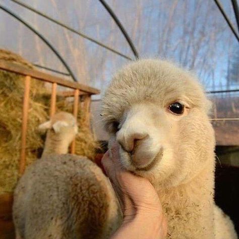 Cute Alpaca, A Sheep, Fluffy Animals, Cute Animal Photos, Happy Animals, Sweet Animals, Cute Creatures, Cute Little Animals, 귀여운 동물