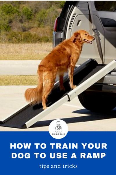 How to Train Your Dog to Use a Ramp. Get tips and tricks on how to making using a ramp for your dog easier. I dog care I training dogs I dog ramps I pet dogs I dog care tips I tips for dogs I how to train your dog I dog training I training tips for dogs I how to care for dogs I pet care I pet tips I dog ramp tips I ramps for dogs I #dogs #dogtraining #pets Ramps For Dogs, Dog Pee Smell, I Dog, Tips For Dogs, Dog Walking Accessories, My Pet Dog, Training Dogs, Dog Friendly Hotels, Pet Tips