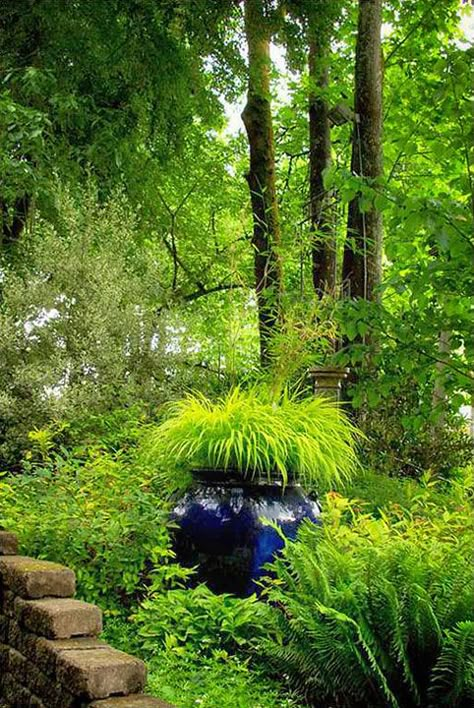 Japanese Sedge Grass / Japanese Forest Grass - looks great in a container but it's deciduous Japanese Xeriscape, Japanese Forest Grass Shade Plants, Japanese Sedge, Grass Landscaping, Slope Landscaping, Grass Photo, Japanese Forest, Japanese Maples, Japanese Gardens