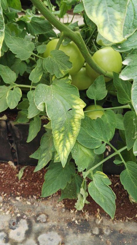 Tomato Nutrient Deficiencies – Haifa Group Deficiency In Plants, Potassium Deficiency, Magnesium Deficiency Symptoms, Tomato Fertilizer, Growing Tomato Plants, Garden Paradise, Micro Nutrients, Magnesium Deficiency, Iron Deficiency