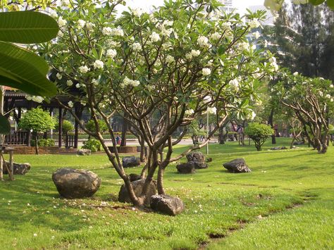 Frangipani Tree Frangipani Tree, Garden Palette, Australian Beach, Landscape Concept, Luxury House Designs, Spring Blossom, Terrace Garden, Vacation Places, Beach Life