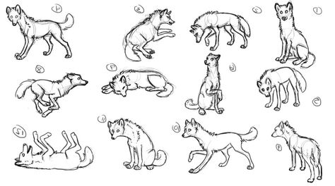 Wolf poses by Pininkela.deviantart.com on @deviantART Wolf Poses, Back Drawing, Dog Anatomy, Wolf Images, Dog Poses, Drawing Examples, Body Sketches, Dog Cartoon, Pets Drawing