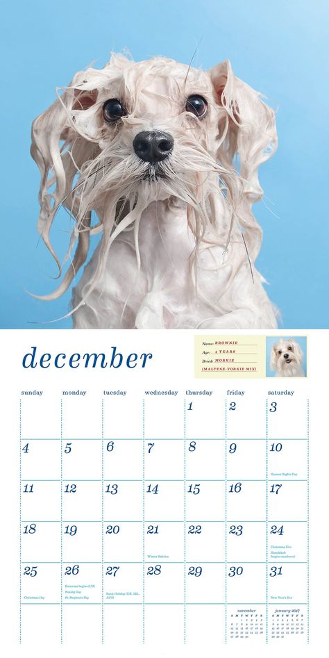 Sophie Gamand, Wet Dogs, Pet Cafe, Modern Calendar, Dog Calendar, Cats Design, Dog Milk, Wet Dog, Modern Pet